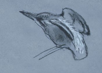 «Le martin-pêcheur montre sa tête, regarde à droite et à gauche.» dessin nuit martin-pêcheur