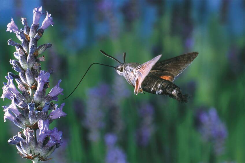 Le morosphinx, lui-aussi, un papillon dit nocturne  actif en plein jour. papillon Le morosphinx