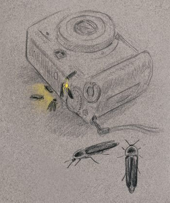 «Le petit voyant vert fluo de mon appareil photo brille dans la nuit. Un puis deux vers luisants mâles volent sur moi. Puis deux autres. Hasard ? Je pose l’appareil sur le muret. En quelques minutes, sept mâles de vers luisants se bousculent autour de cette lueur qu’ils prennent pour une femelle.» dessin nuit vers luisants appareil photo