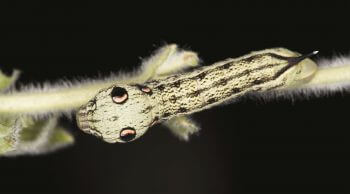 Le sphinx de la vigne  chenille papillon sphinx de la vigne