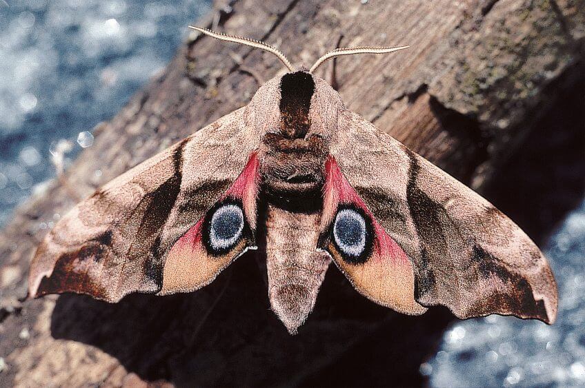 Le sphinx demi-papillon peut dévoiler brusquement ses ocelles colorés. Effet de surprise garanti.  papillon sphinx demi-papillon oeil défense