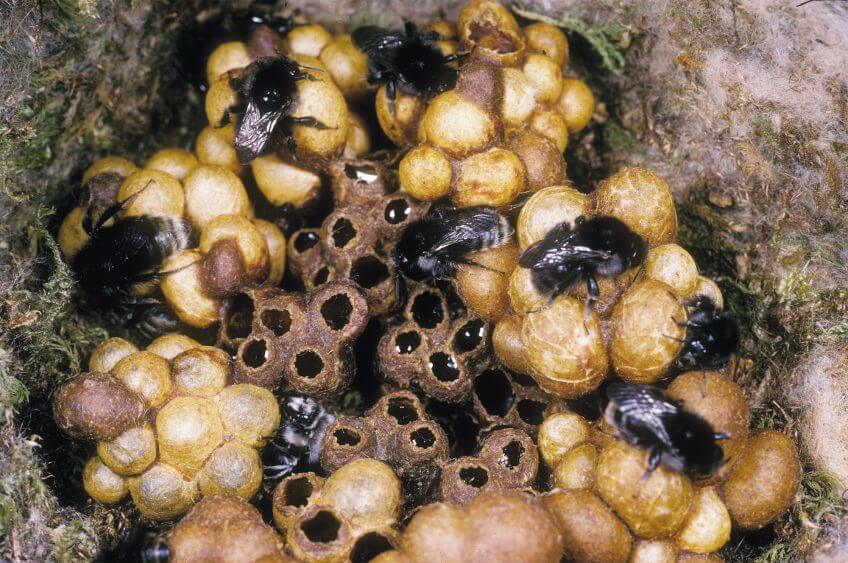 Les colonies de bourdons peuvent compter une centaine d’ouvrières pour une seule reine. Mais ces villages souterrains ne font pas de réserves de miel. Par conséquent, ils ne survivent pas à l’hiver. colonies de bourdons