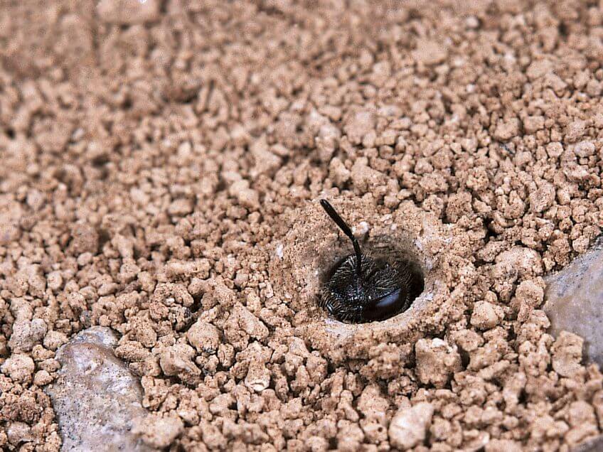 Les filles de l’abeille Lasioglossum malacharum aident la femelle fondatrice à élever une deuxième, puis une troisième génération dans une simple galerie ramifiée qu’elles creusent dans le sable.  ’abeille Lasioglossum malacharum sol trou