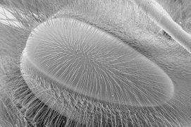 Les gros yeux noirs des abeilles domestiques sont composés de milliers de cônes, qui lui offrent un très large champ visuel.  / © Brigitte Wessicken