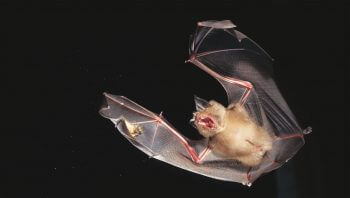 Les papillons qui perçoivent les ultrasons ont cinq fois plus de chances d’échapper à l’attaque d’une chauve-souris. chauve-souris chasse nuit