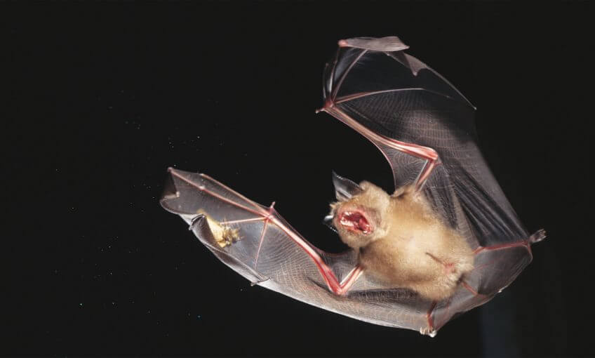 Les papillons qui perçoivent les ultrasons ont cinq fois plus de chances d’échapper à l’attaque d’une chauve-souris. chauve-souris chasse nuit