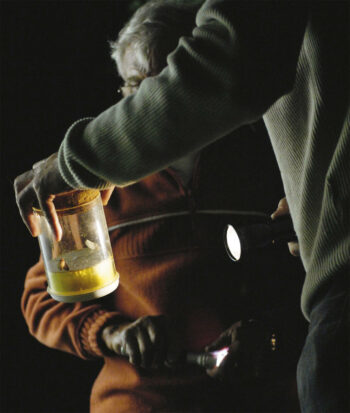 observation papillon de nuit capture lampe de poche