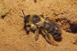 Les premières abeilles sont apparues en Afrique voilà environ 100 millions d’années. Elles ressemblaient peut-être à cette Dasypoda. / © Nicolas Vereecken