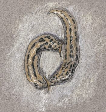 «Leur vrai nom, je ne le connais pas. Je les appelle limaces léopards. C’est l’une des surprises des premières sorties nocturnes.» dessin nuit limace léopard couple