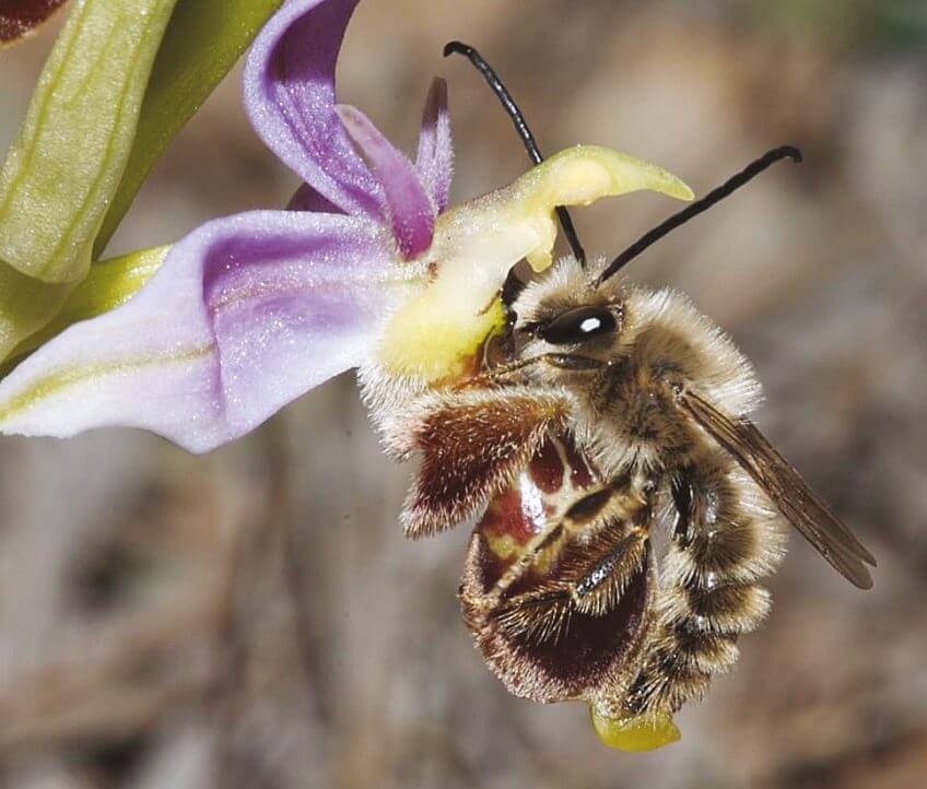 L'orchidée ophrys imite le parfum des abeilles pour les attirer.  L'orchidée ophrys abeille