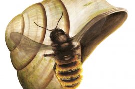 L'osmie bicolore et une coquille d'escargot / © Antoine Richard d'après Nicolas Vereecken