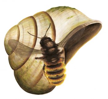 L'osmie bicolore et une coquille d'escargot 'osmie bicolore et une coquille d'escargot dessin