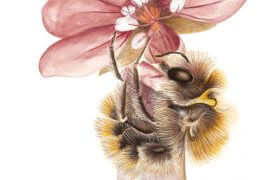 L'osmie dalmate tapisse volontiers son nid avec les pétales du géranium des Pyrénées.  / © Antoine Richard d'après Nicolas Vereecken