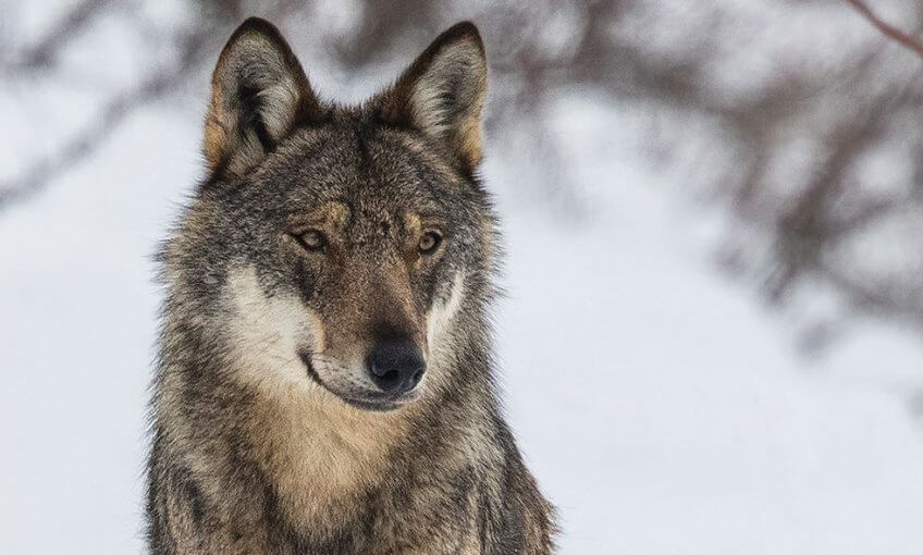 Un loup dans la neige loup portrait neige