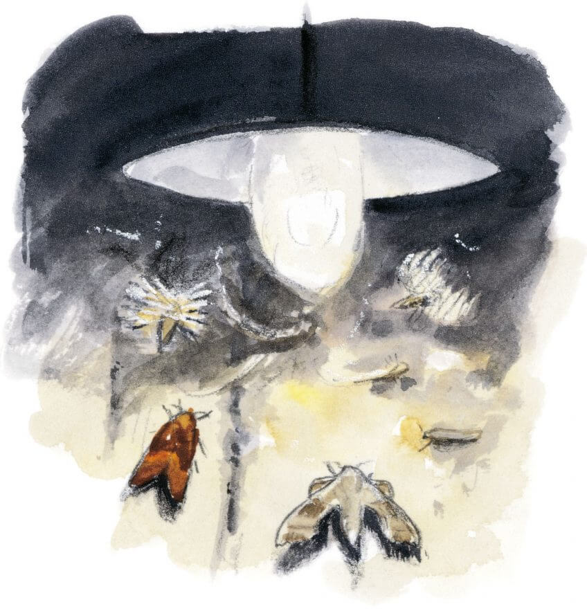 Dix règles d'or pour observer les animaux la nuit Papillons de nuit sous un réverbère