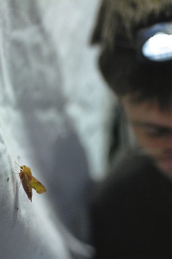 Petit sphinx de la vigne observation nuit