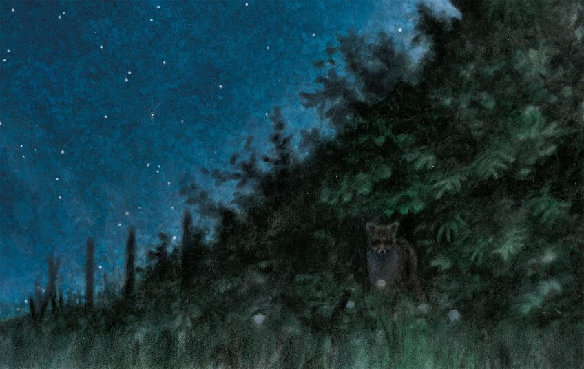 Renard dessin nuit renard