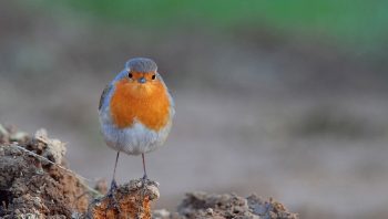 Rouge-gorge familier Rouge-gorge familier