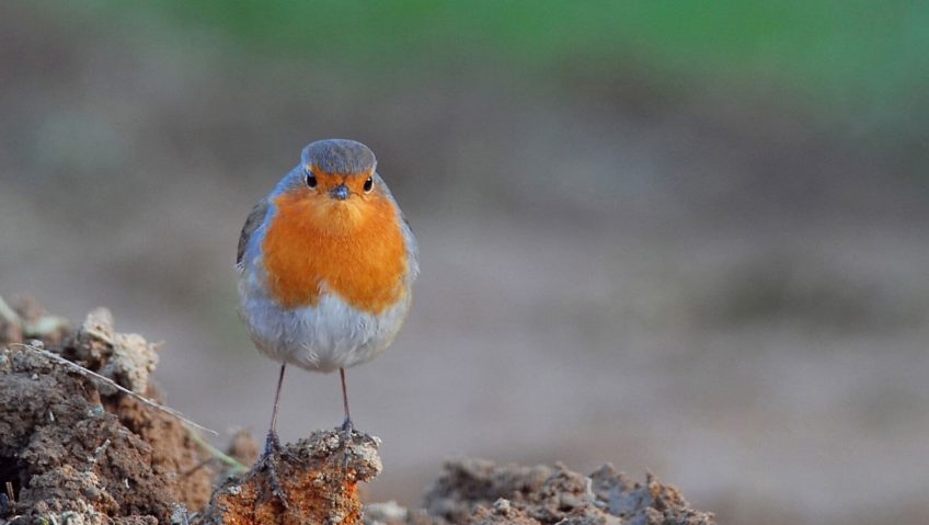 Rouge-gorge familier