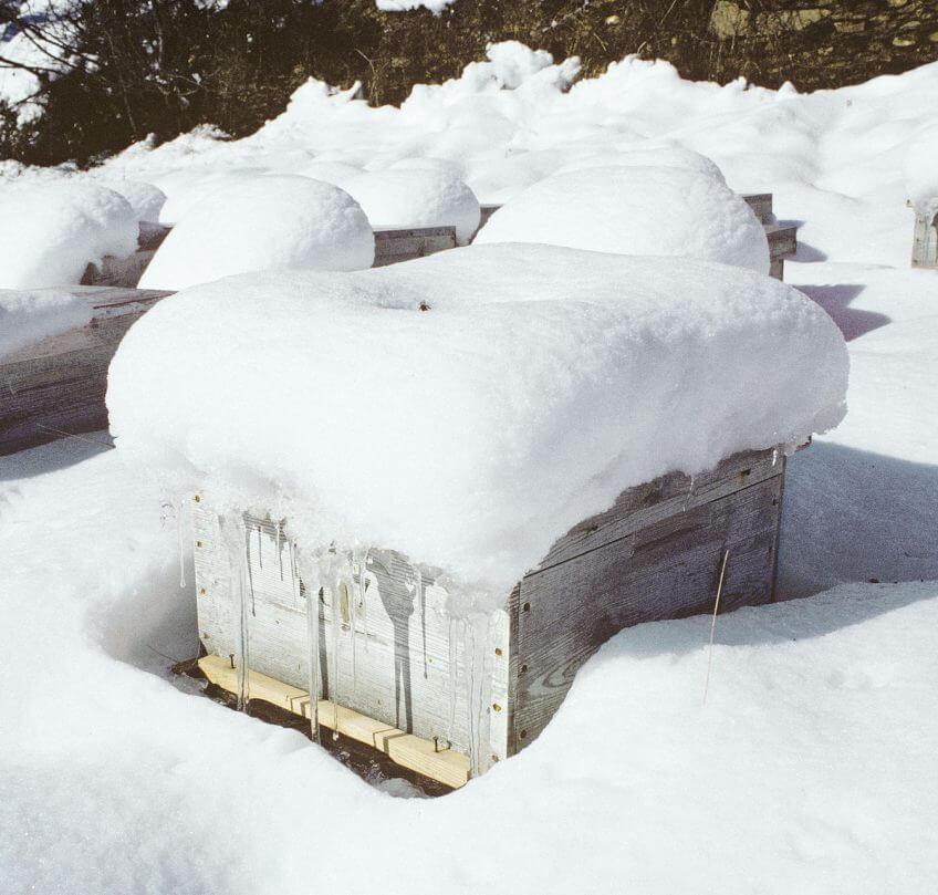 Ruche sous la neige Ruche sous la neige