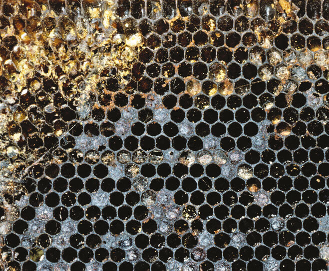 La liste des maladies et des parasites susceptibles d'affaiblir les ruchers est longue.  maladies abeilles ruche affaiblie