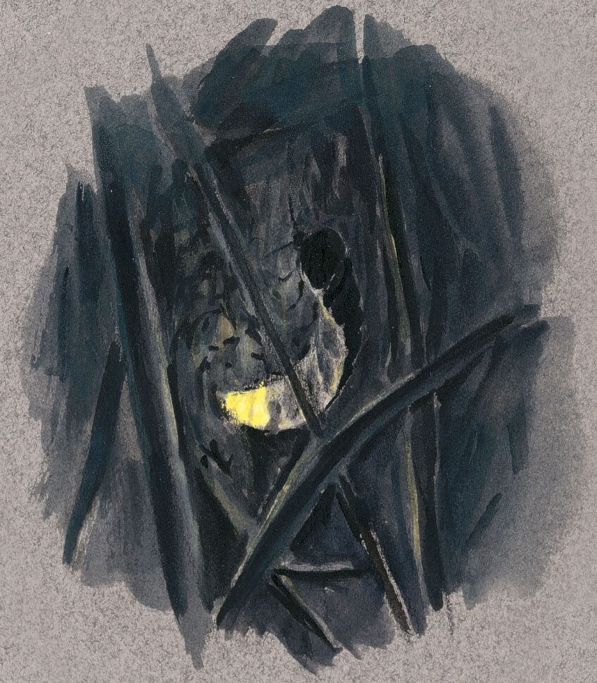 «Sans ailes mais équipée d’un abdomen fluorescent, la femelle du ver luisant attire le mâle en grimpant à un brin d’herbe. A ne pas confondre avec les lucioles ! Chez ces coléoptères méridionaux, c’est par de brefs éclairs que mâles et femelles dialoguent, posés ou en plein vol.» dessin nuit ver luisant