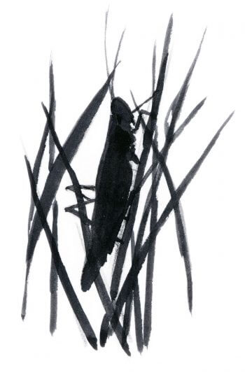 Dix règles d'or pour observer les animaux la nuit Sauterelle