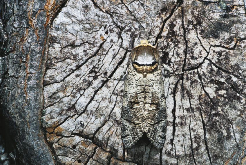 Se fondre dans le paysage pour survivre le jour.  papillon mimétisme tronc