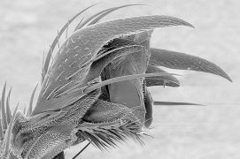 Sous ses griffes, l'abeille possède un organe adhésif qui lui permet de marcher à la verticale. / © Brigitte Wessicken