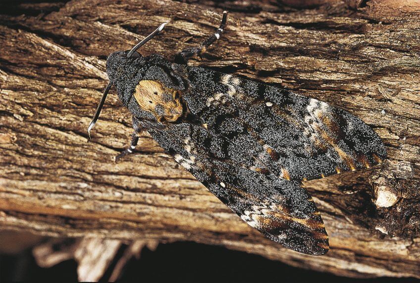 Sphinx tête-de-mort Sphinx tête-de-mort papillon nuit