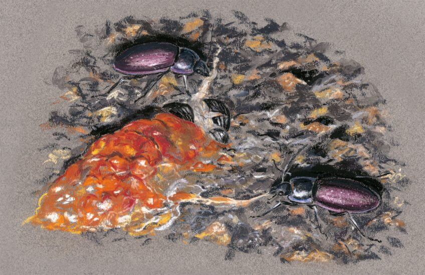 «Sur la piste cyclable m’attend un spectacle à la fois macabre et fascinant. Ce sont les cadavres d’une limace orange en bouillie et d’un bousier qui sûrement la dévorait, écrasé lui aussi. Ils offrent un repas nocturne à deux carabes des jardins, brillants sous l’éclat de ma lampe. Jusqu’au passage du prochain vélo ?» cadavres d’une limace orange en bouillie et d’un bousier écrasé carabes des jardins dessins nuit