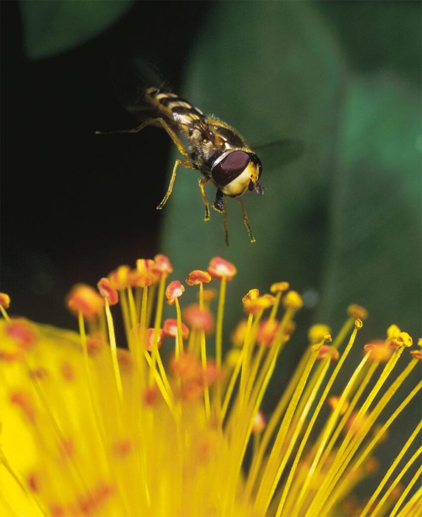 Syrphe, une mouche déguisée en guêpe. syrphe mouche guêpe fleur
