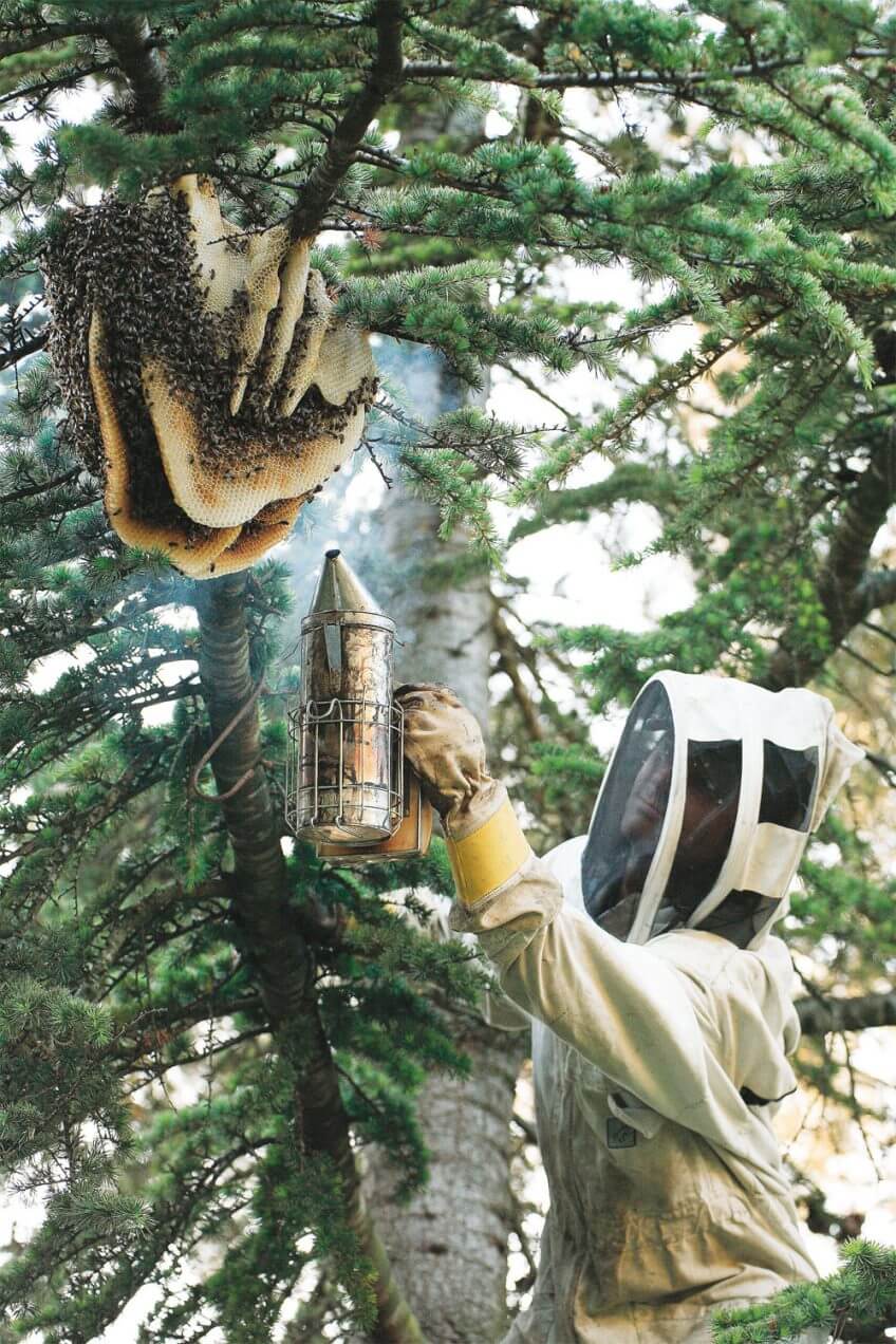 Un apiculteur en action Un apiculteur en action arbre abeille ruche essaim