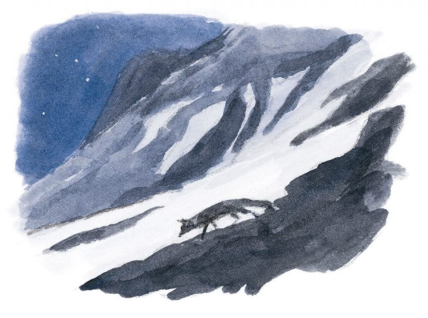 Dix règles d'or pour observer les animaux la nuit renard