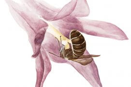 Une abeille Chelostoma sur une campanule / © Antoine Richard d'après Nicolas Vereecken