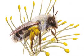 Une andrène vagabonde sur un chaton de saule / © Antoine Richard d'après Nicolas Vereecken