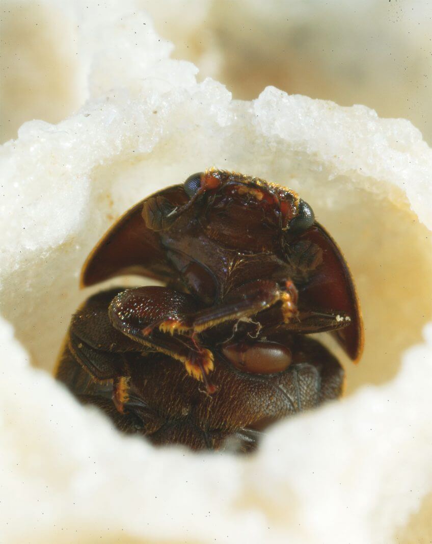 Une larve du coléoptère Aethina tumida Une larve du coléoptère Aethina tumida