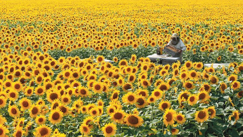 Une ruche au milieu d'un champ de tournesol Une ruche au milieu d'un champ de tournesol apiculteur surproduction mono