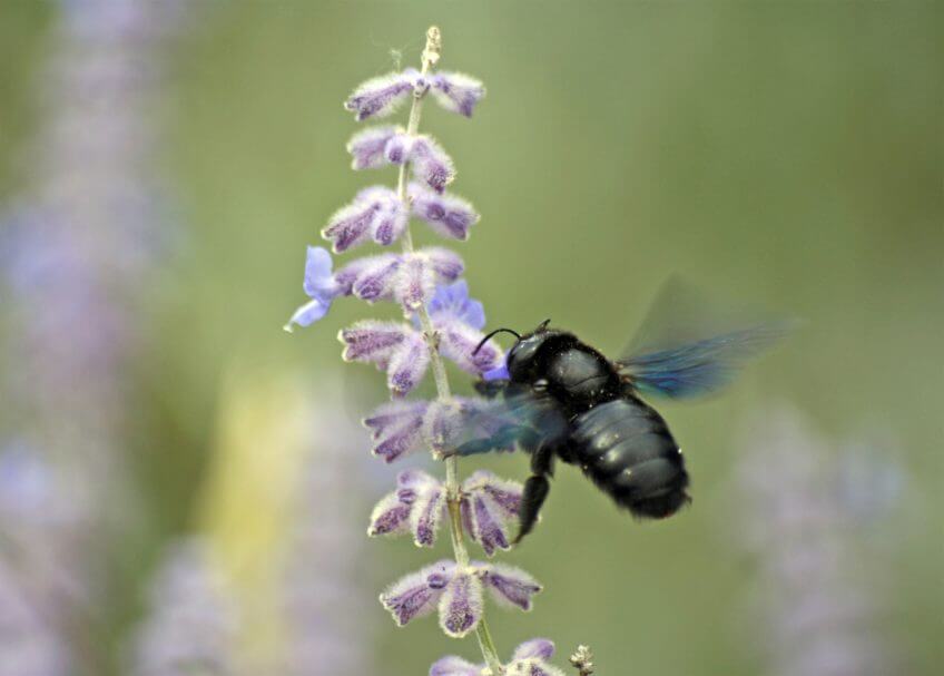 Xylocope Xylocope lavande abeille charpentière