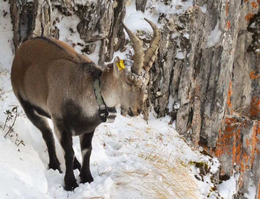 Le retour du bouquetin ibérique dans les Pyrénées