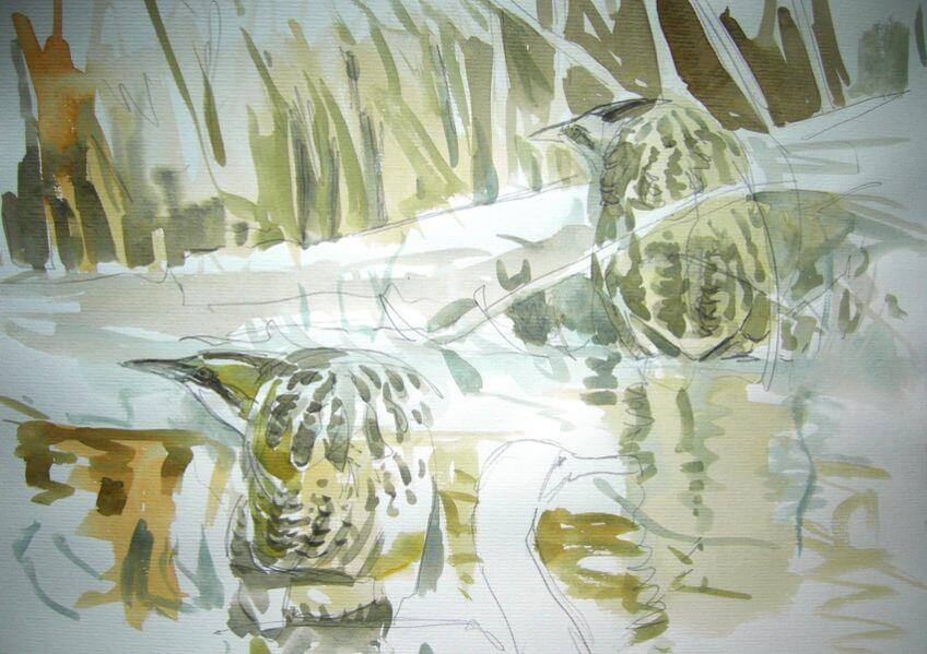 Hérons butors par Nick Derry - La Salamandre