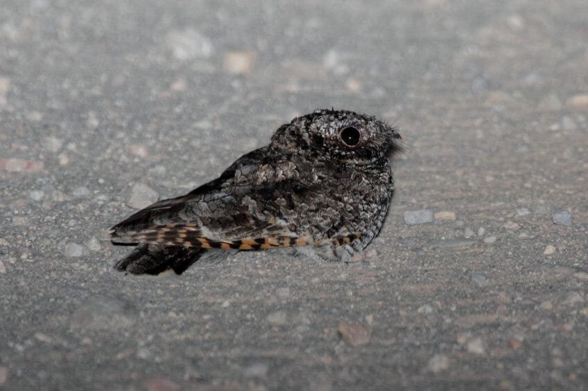 Engoulevent de Nuttall, un oiseau américain Hiberner fait perdre la mémoire ? - La Salamandre