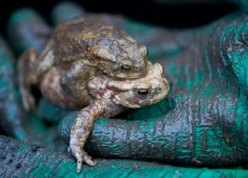 Accouplement de crapauds communs / © Hélène Tobler