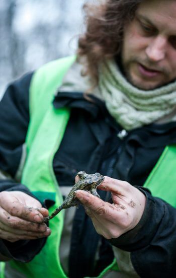 Détermination d'une grenouille