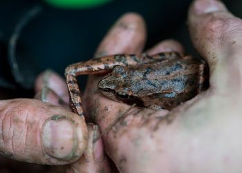 Détermination du grenouille (agile ?) / © Hélène Tobler