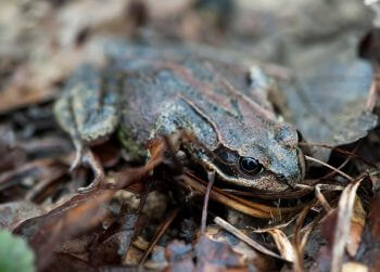 Grenouille agile / © Hélène Tobler