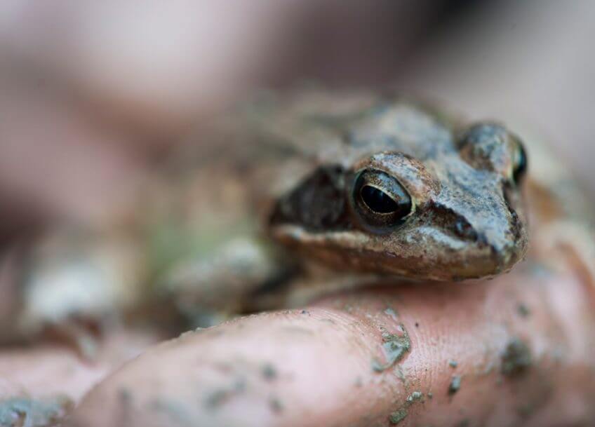 Le printemps des grenouilles agiles à Genève La Salamandre