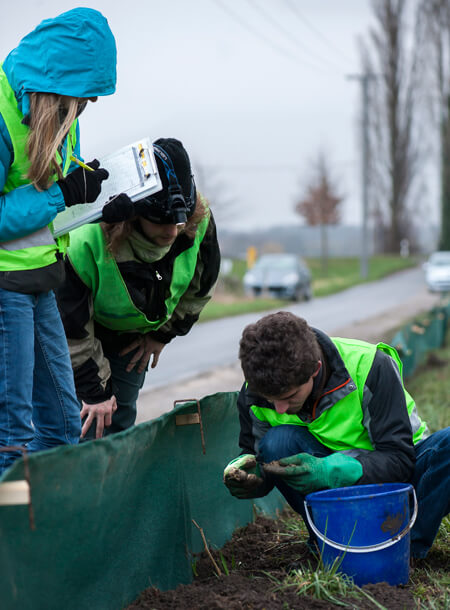 Sauvetage des amphibiens sur une petite route des environs de Genève. Le printemps des grenouilles agiles à Genève - La Salamandre