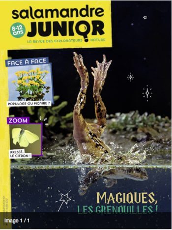La Salamandre n° 238 pointe le bout de son nez