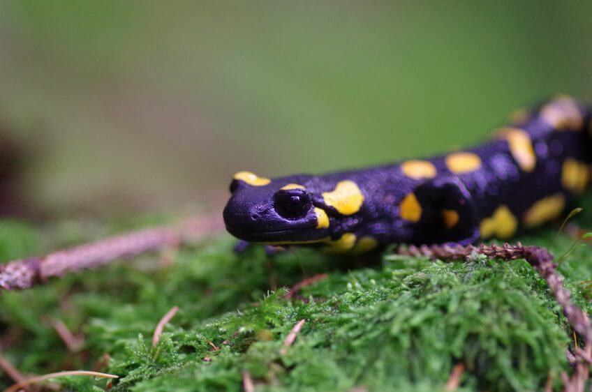 Salamandre tâchetée Hiberner fait perdre la mémoire ? - La Salamandre